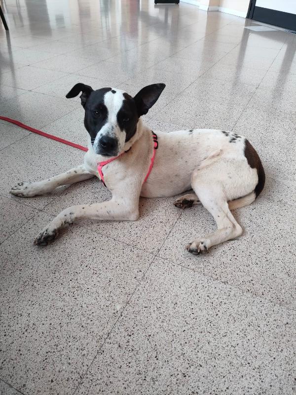 Alice - Un anno (nata indicativamente il 29 Febbraio 2024) - Simil Amstaff/Pointer - Taglia: Media - Carattere: molto affettuosa, buona, giocherellona Foto 4